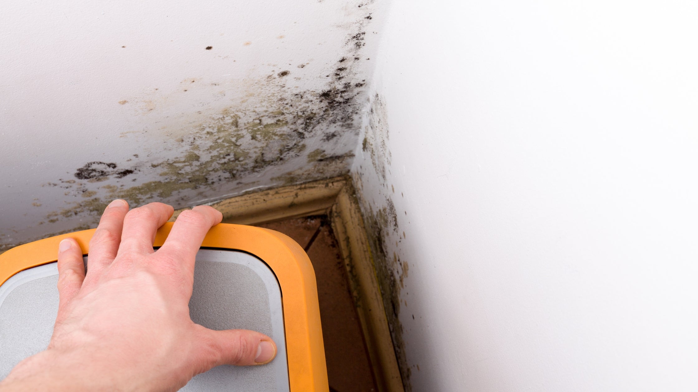 Wie kann ich Schimmel in der Wohnung verhindern? Tipps zur Schimmelprävention